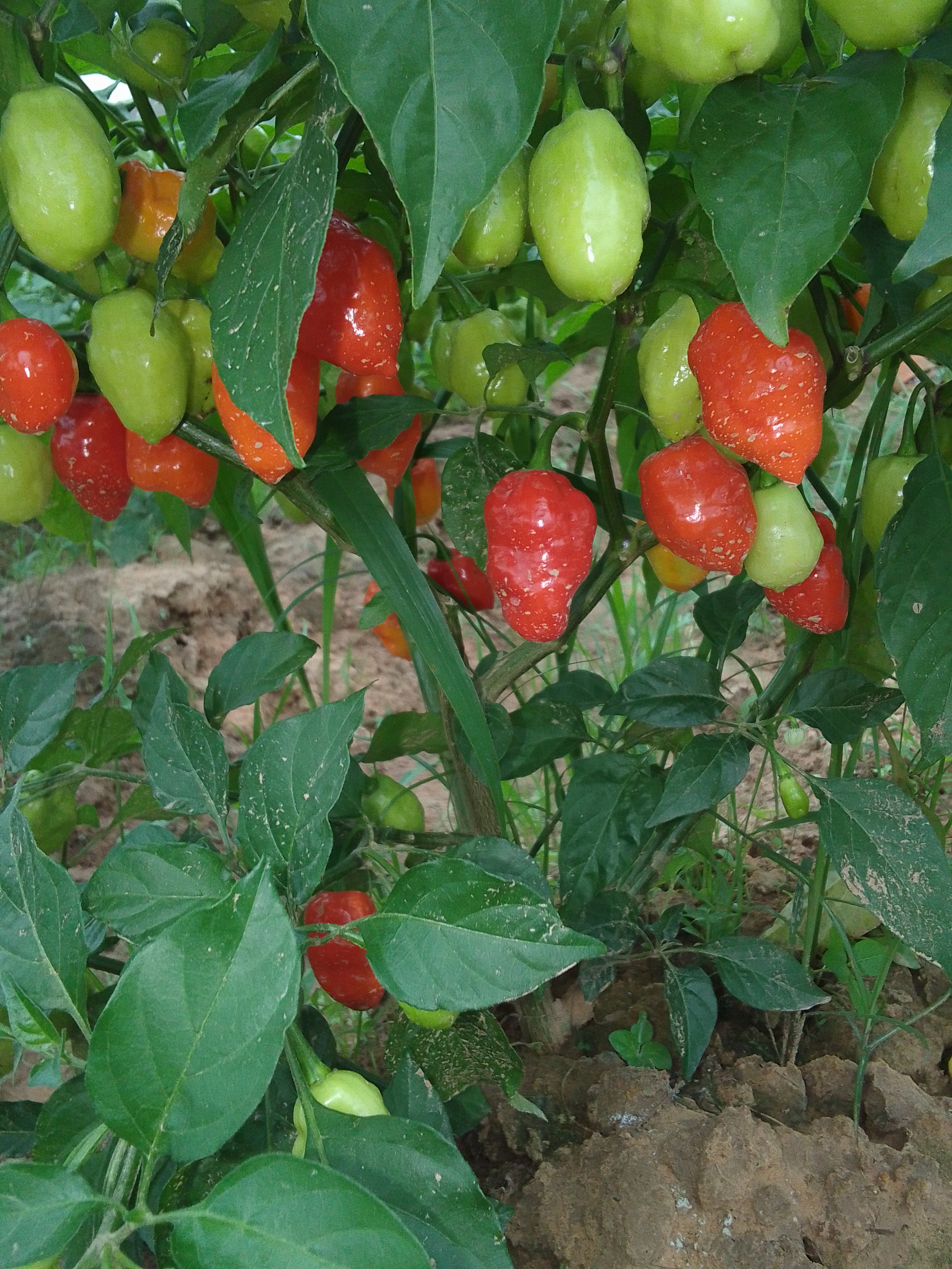 Pepper habbanero