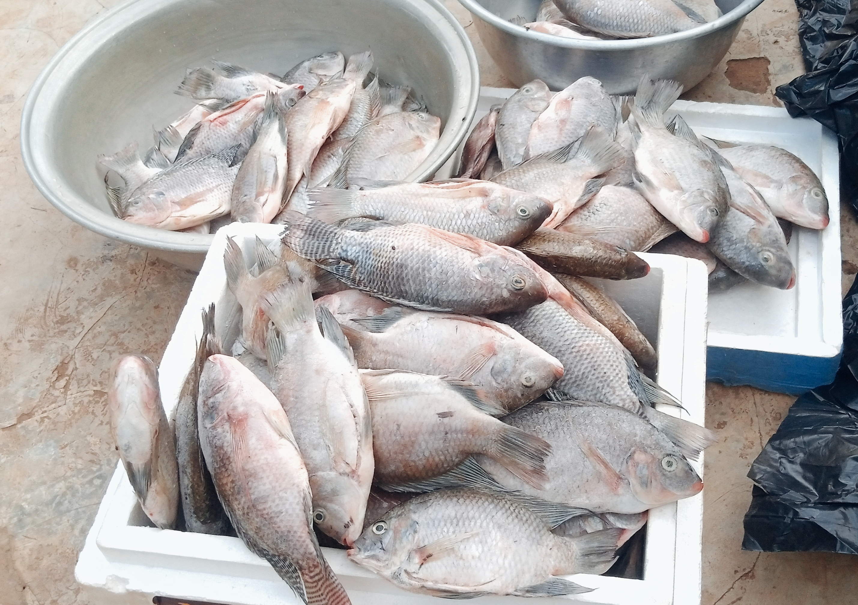 Grilled Tilapia